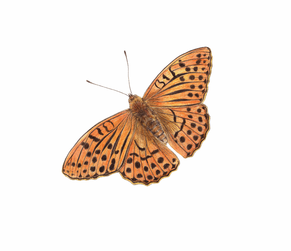 Ilustración científica de una mariposa naranja con alas moteadas realizada por Alba Azaola